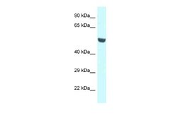 CNKSR1 Rabbit anti-Human, Polyclonal, Novus Biologicals 0.1ml; Unconjugated:Antibodies,
